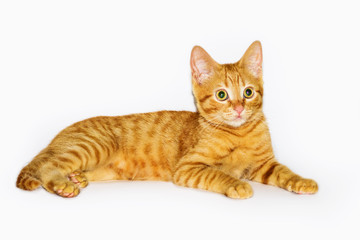 a handsome, cute, red, a small kitten lies on a white backdrop of c large eyes