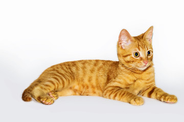 a handsome, cute, red, a small kitten lies on a white backdrop of c large eyes