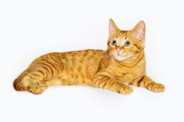 a handsome, cute, red, a small kitten lies on a white backdrop of c large eyes