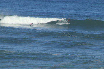 Surf Landak