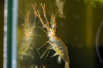 ornamental shrimp  aquarian macro photo small size