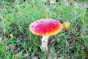 schöner Fliegenpilz auf einer Wiese, Amanita muscaria