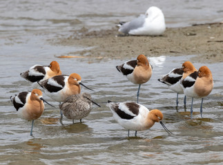 Avocets and Willet