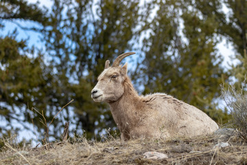 Naklejka na ściany i meble Bighorn Sheep Female