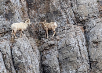 Bighorn Sheep