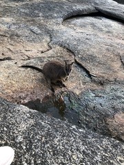 ロックワラビー