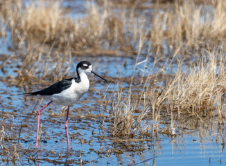 Black Necked Stilt
