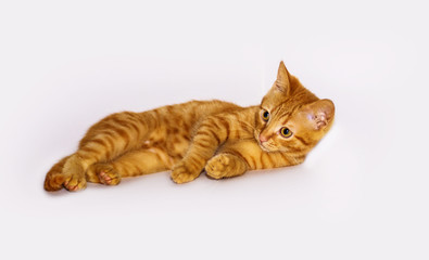 a handsome, cute, red, a small kitten lies on a white backdrop of c large eyes