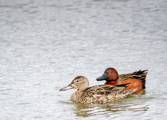 Cinnamon Teal
