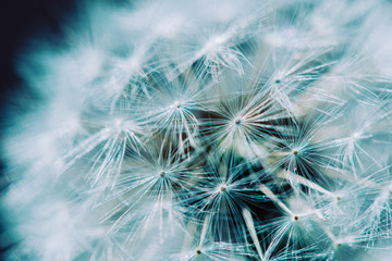 dandelion on blue background