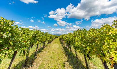 Fototapeta na wymiar green vineyard rows in summer time