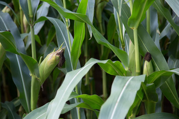 Maisfeld /corn field