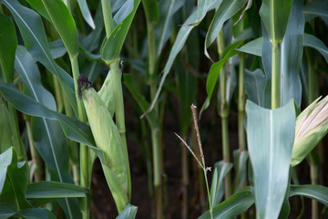Maisfeld /corn field