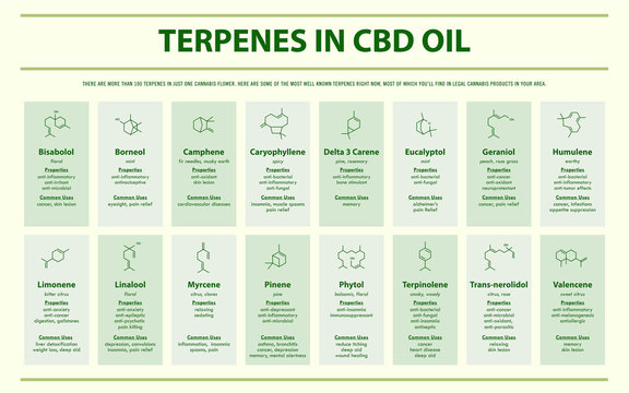Terpenes In CBD Oil With Structural Formulas Horizontal Infographic Illustration About Cannabis As Herbal Alternative Medicine And Chemical Therapy, Healthcare And Medical Science Vector.