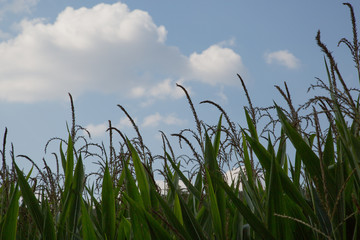 Fototapeta premium Maisfeld /corn field