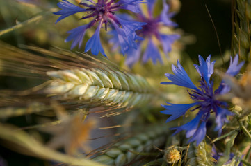 spikelets and cornflowers