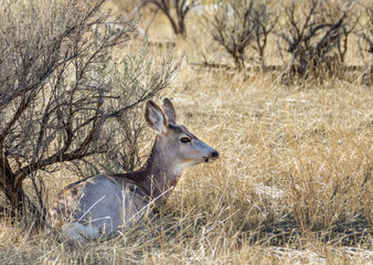 Doe Mule Deer