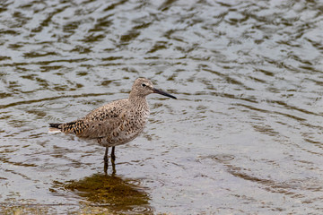 Willet