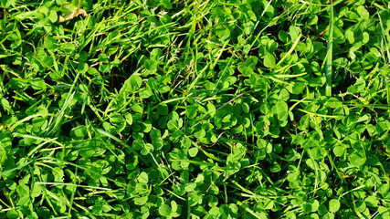 green fine grass top view texture background for texturing 3D graphics