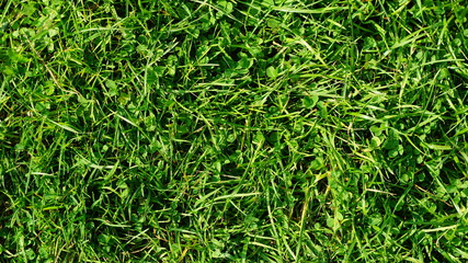 green fine grass top view texture background for texturing 3D graphics