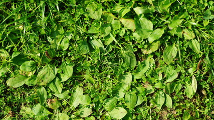 green fine grass top view texture background for texturing 3D graphics