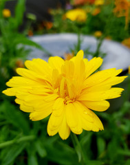 yellow flower