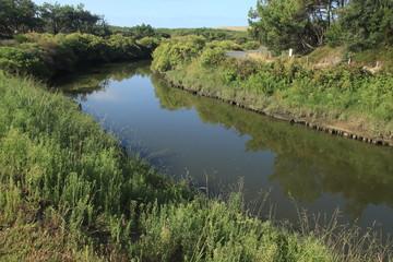 Fototapeta premium Landak 