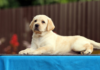 the sweet labrador puppy on a blue background