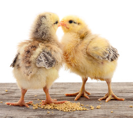 Two chickens and grains isolated.