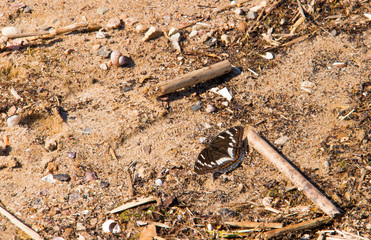 Limenitis populi. Day butterfly on the sand on the shore of the Rybinsk reservoir.
