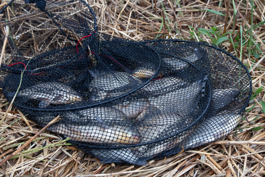 good catch of crucian carp in the keepnet