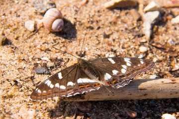 Limenitis populi. Day butterfly on the sand on the shore of the Rybinsk reservoir.