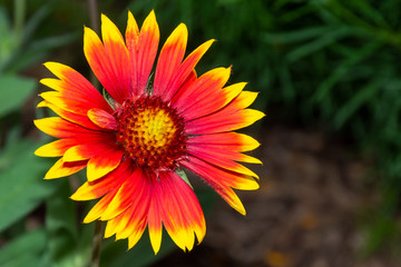 Gaillardia pulchella (firewheel, Indian blanket, Indian blanketflower, or sundance) flower in the sunshine in Ontario, Canada. Copy space right.