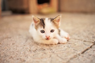 White little kitten lies on a stone floor, cute kitty closeup portrait