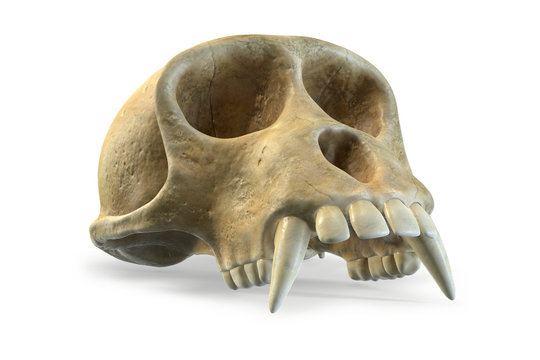 3D render of Monkey Skull isolated on white.