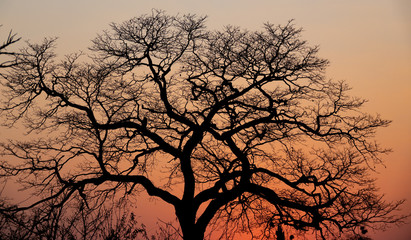 African dusk with orange sky and tree