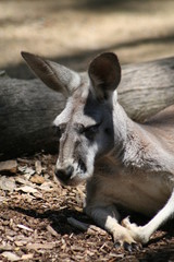 kangaroo in zoo