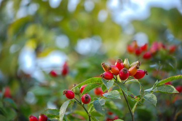 red berries on a branch