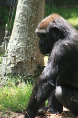 Ape