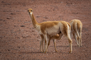 Three Vicugna vicugnas in Atacama high plateau with baby feeding