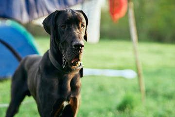 portrait of a dog