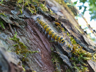 haarige Raupe des Mondvogels - Schmetterlings Raupe am Baumstamm 