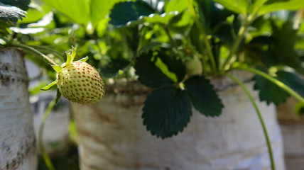 strawberry plants that grow in the garden with fertile