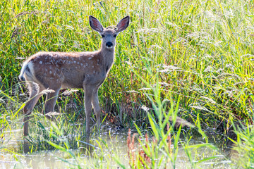 young deer in a field of grass