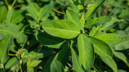 Fototapeta na wymiar green leaves from the bean plant in the garden