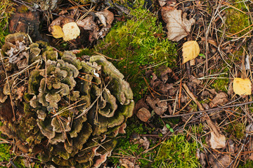  green lichen on an old mossy stump in the forest.