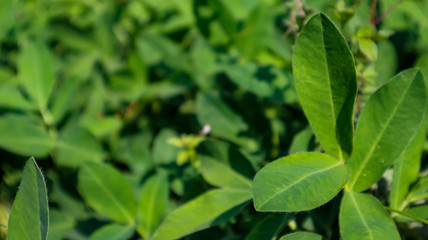 Fototapeta na wymiar green leaves from the bean plant in the garden