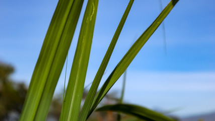 views of thatched leaves with blue sky