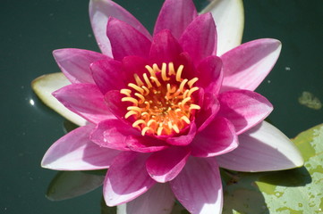 Closeup of a nenuphar in a pond