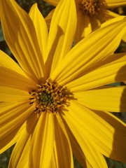 closeup of yellow flower